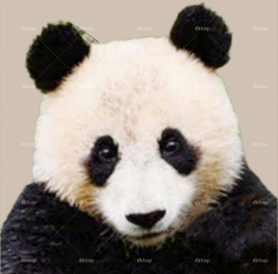 A most beautiful and attractive panda in the park.