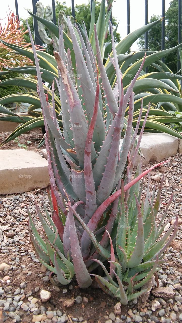 cactus succulent plants vegetation