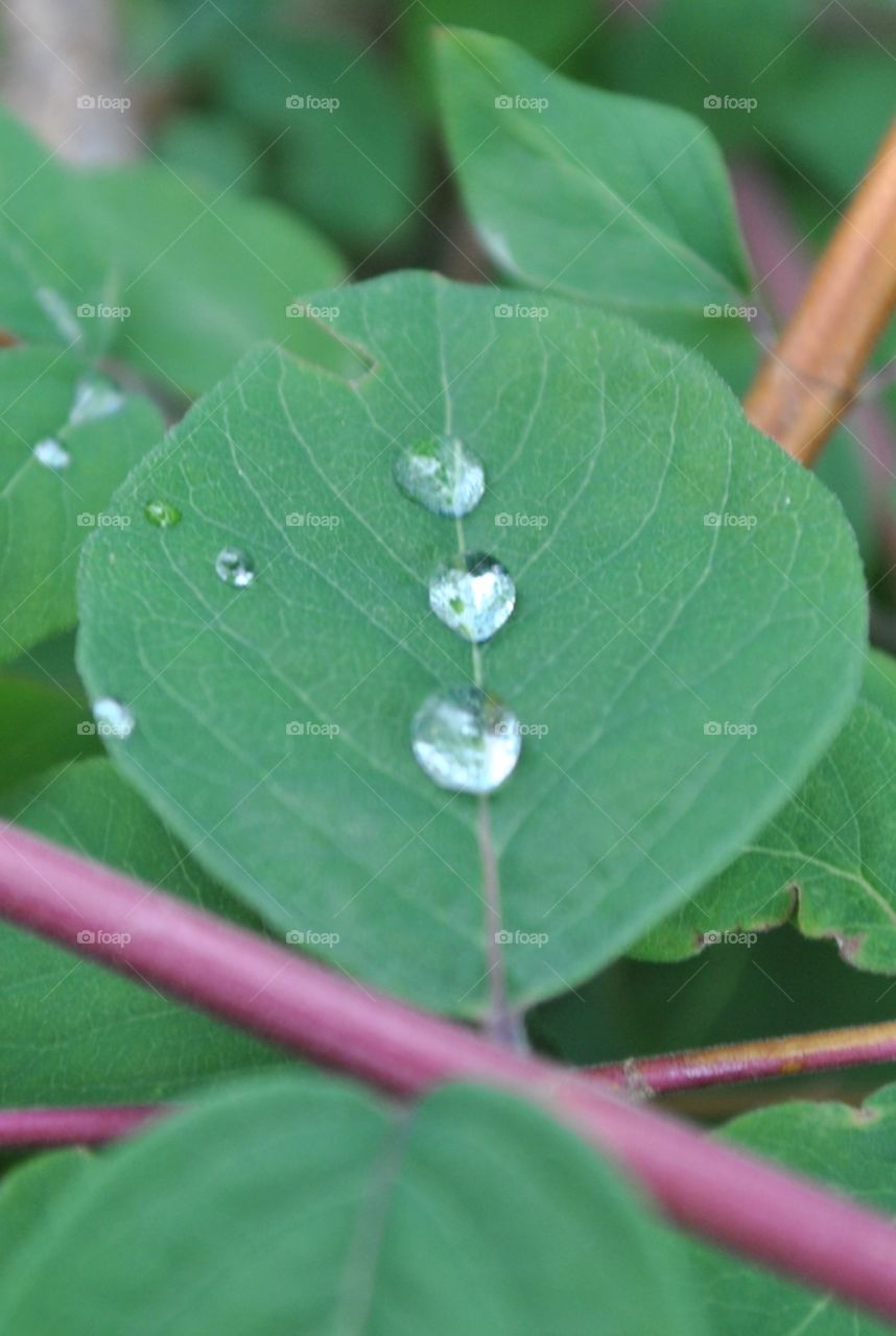drei Wassertropfen auf Blatt