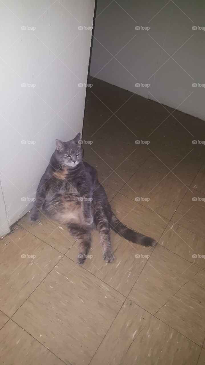 this is a resting cat.