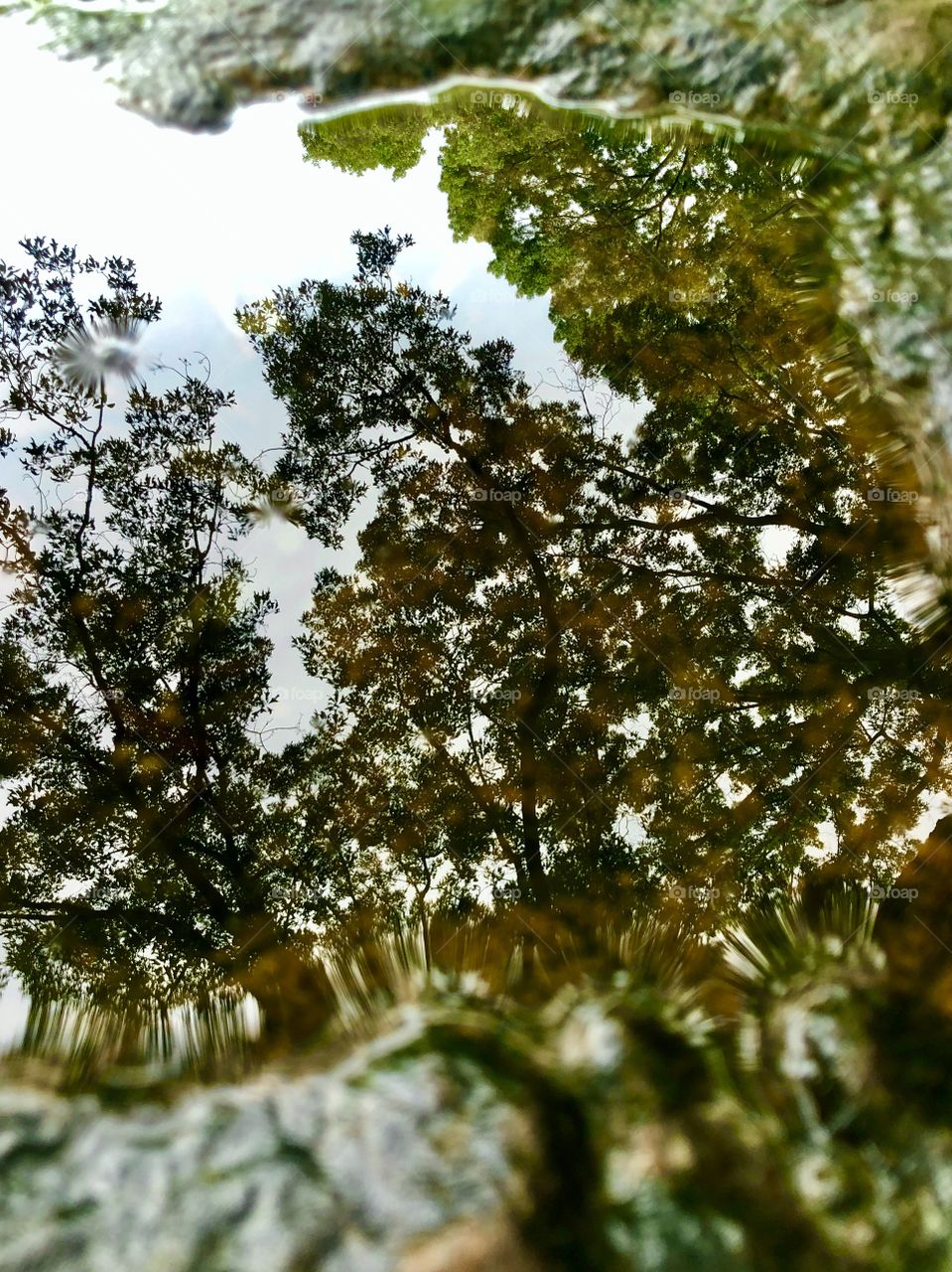 Distortion image reflection trees in rain puddle on rock