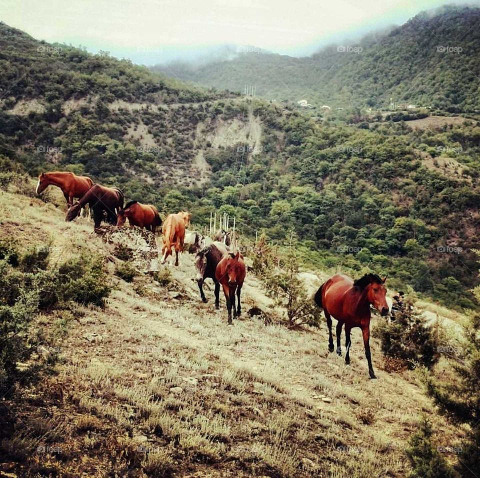 beautiful horses on the mountain