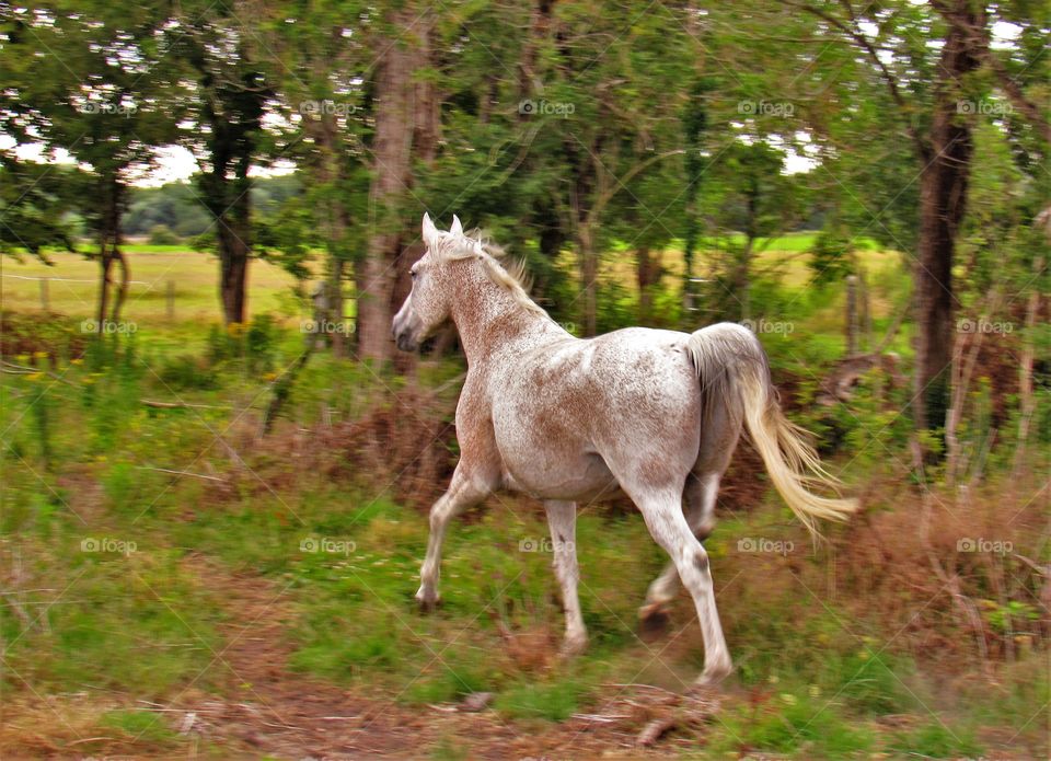 White beauty