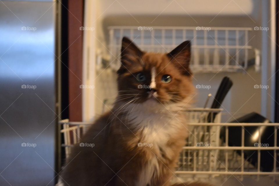 Kitty dishwasher