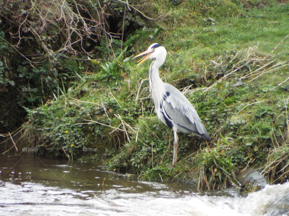 one happy Heron by the river