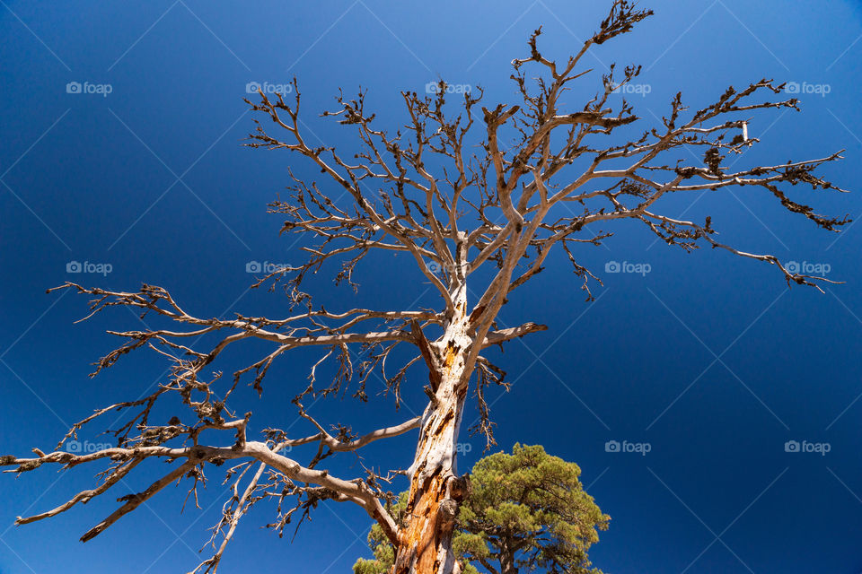 Dry pine tree