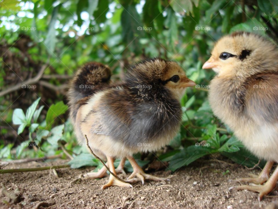 Chicks