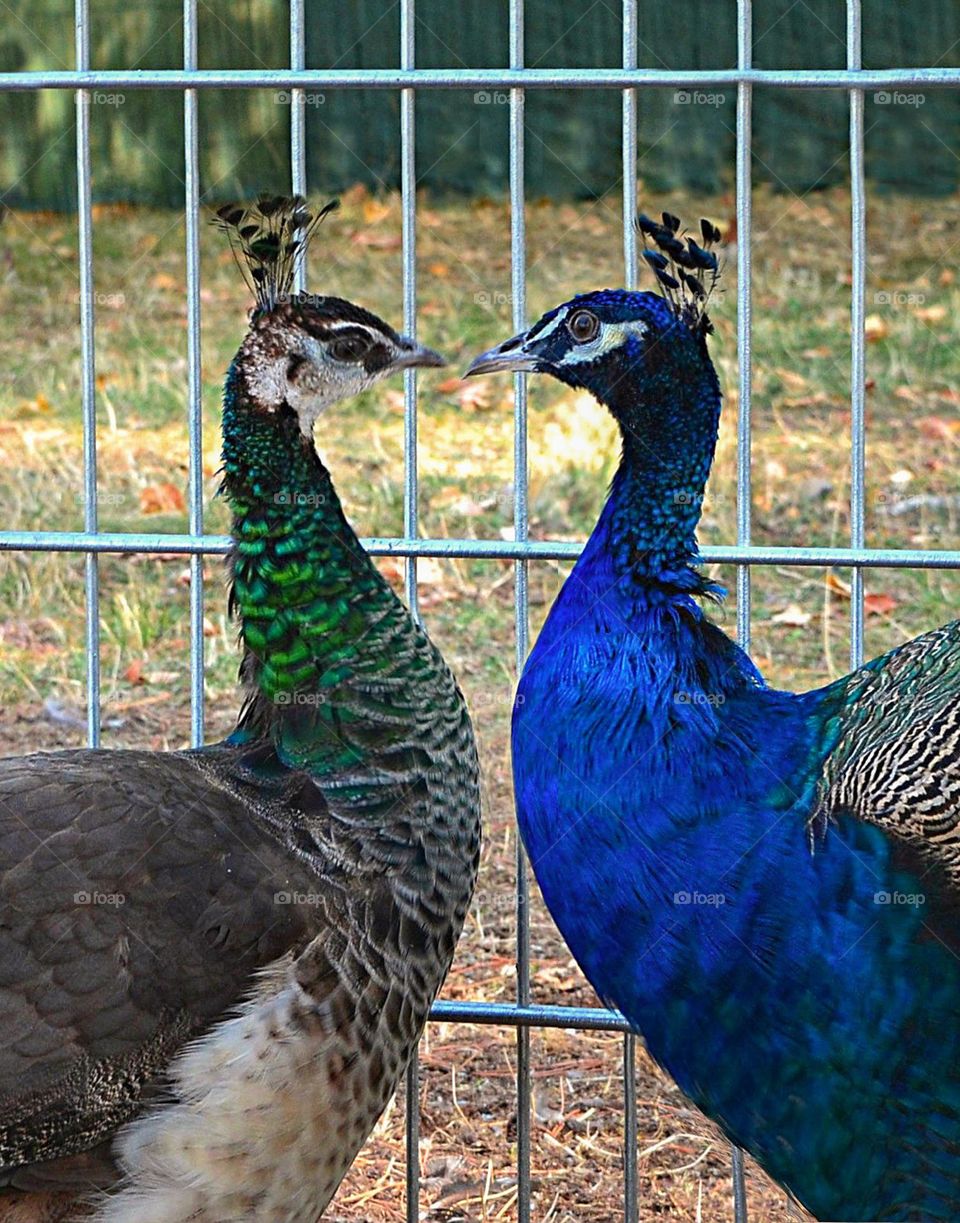 Peacock pair