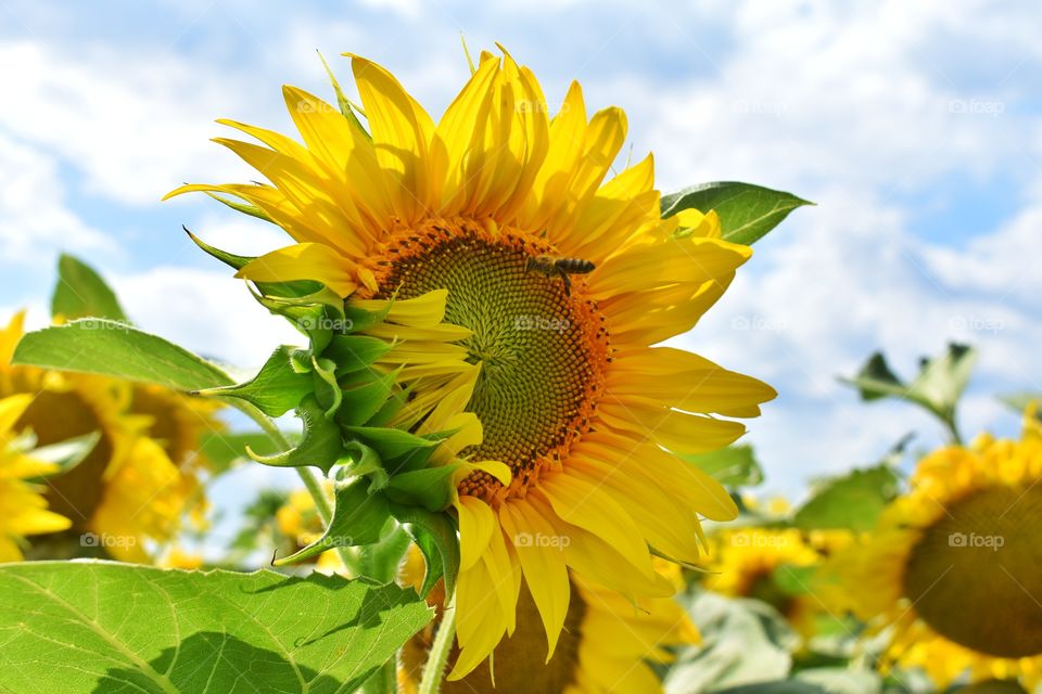 Sunflower