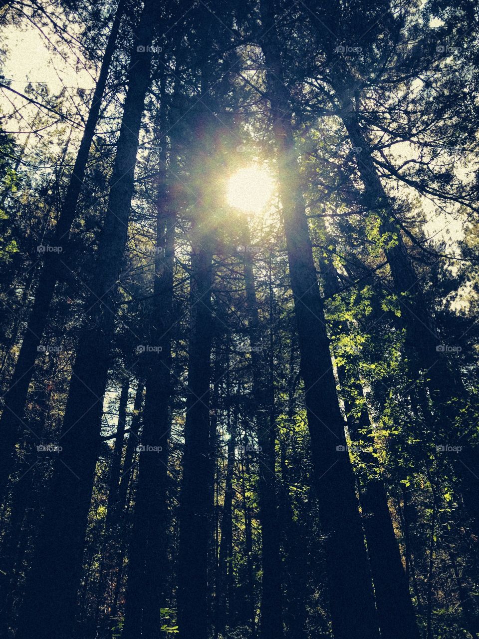 The sun comes through the trees