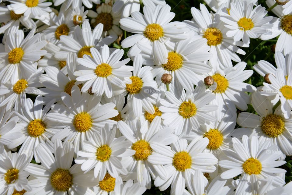 a lot of daisies in a sunny day