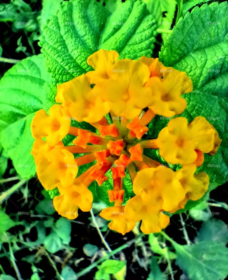 flower 🌺