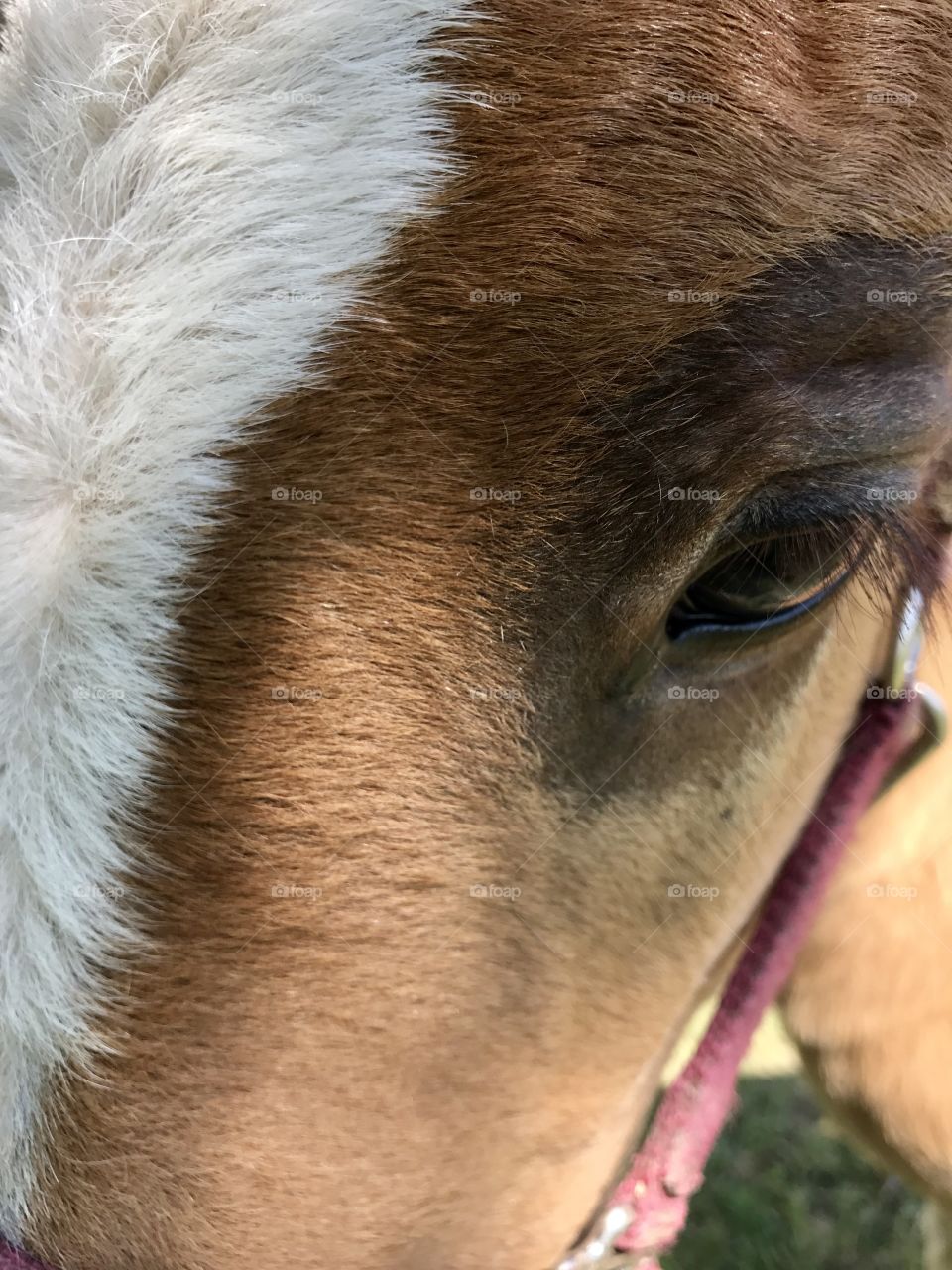 Horse closeup 