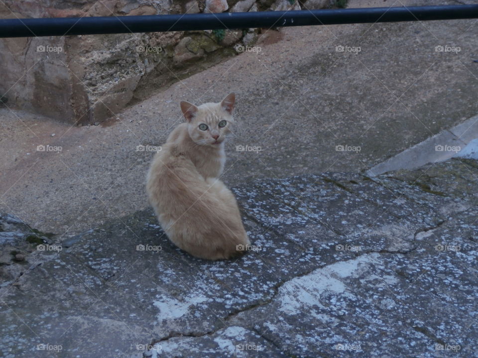 Sorprendido un gato callejero