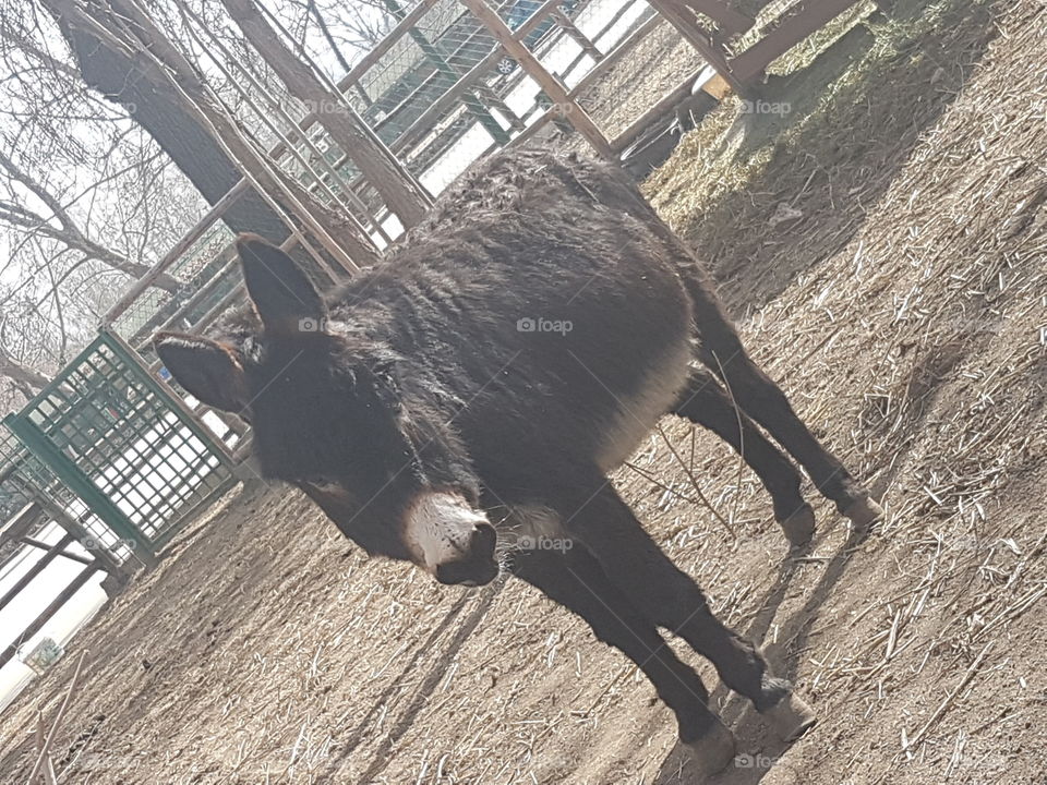 Animal Hay  Donkey