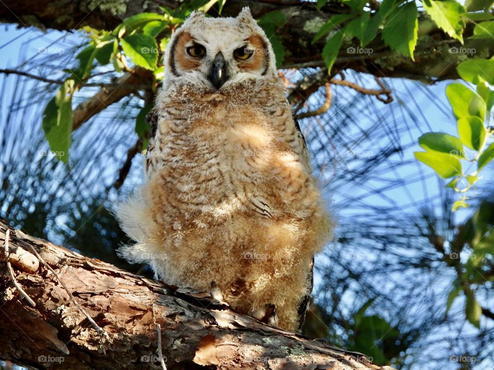 Baby Owlet perched on a tree limb - Spring has Sprung - Spring is all about new beginnings and transformations