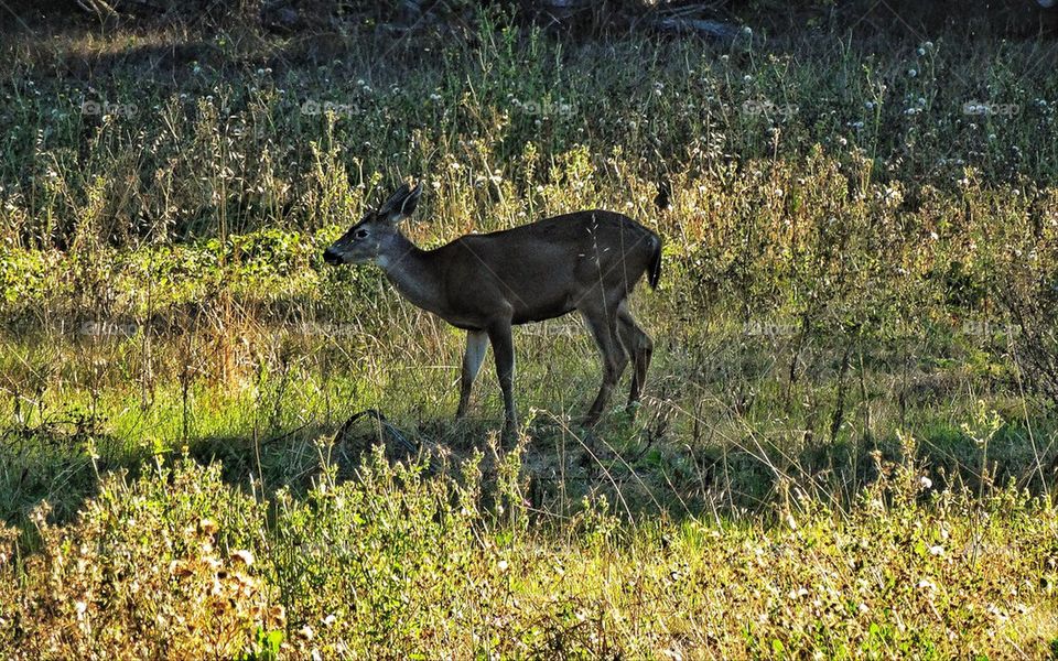 Wild deer in America