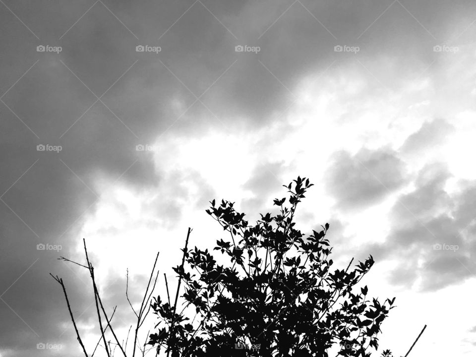 Monochrome, Nature, Tree, Sun, Sky