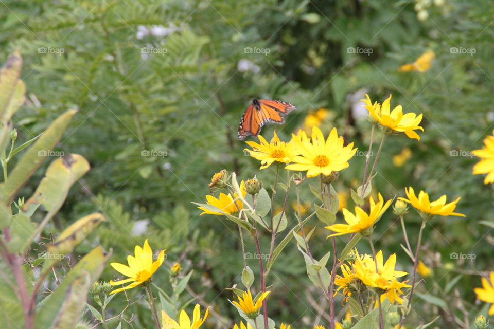 monarch butterfly with flowers