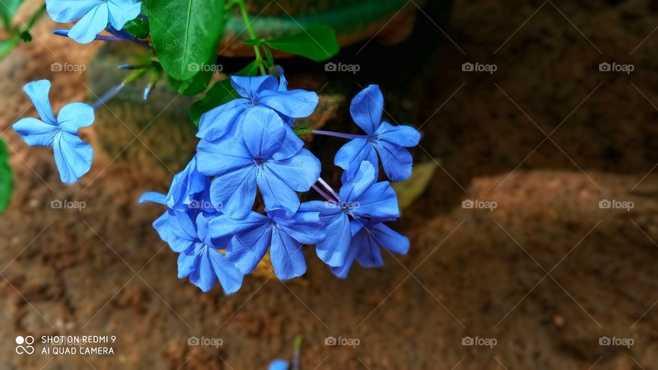 blue small flowers