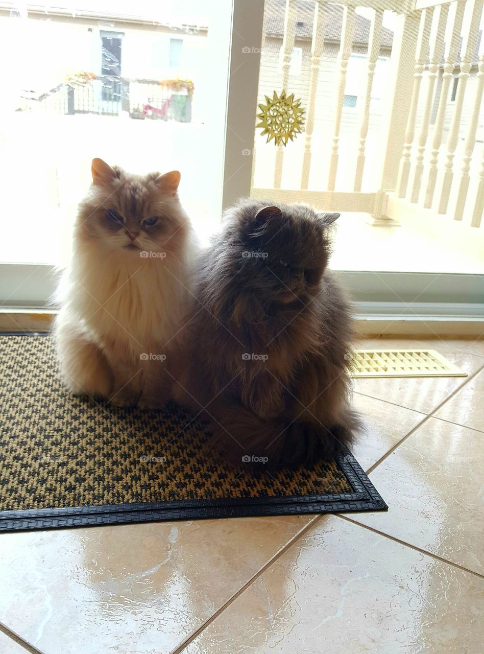 Fluffy Cats