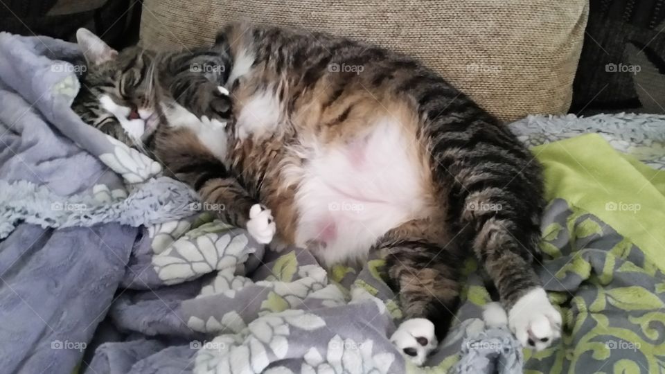 A lazy fat sleeping cat