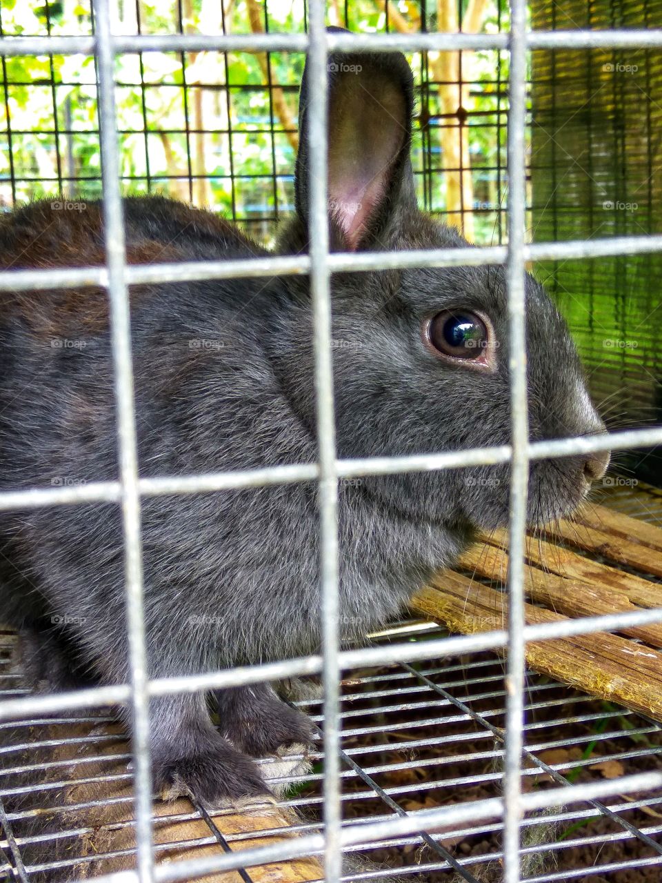 Brown rabbit loot at out side from it's cage.