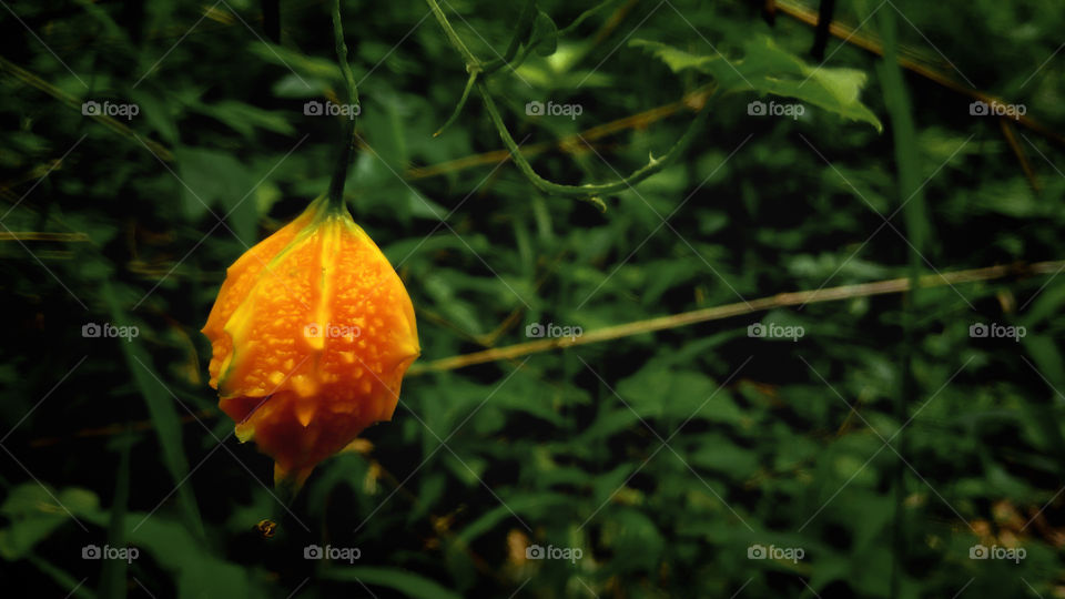 Fresh yellow gourd with green leaf background