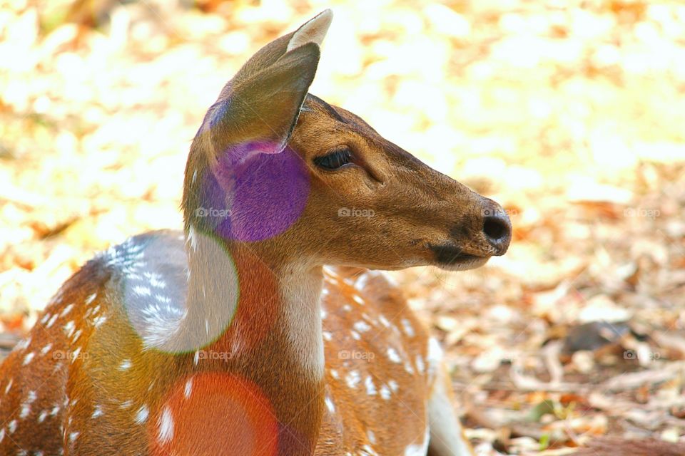 Close-up of a resting deer