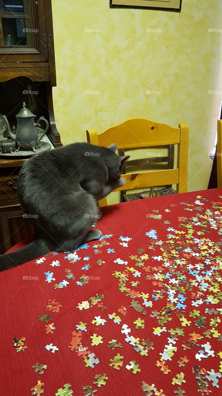 Cats and puzzles not the perfect combination 