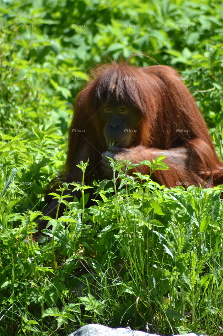 orangutang