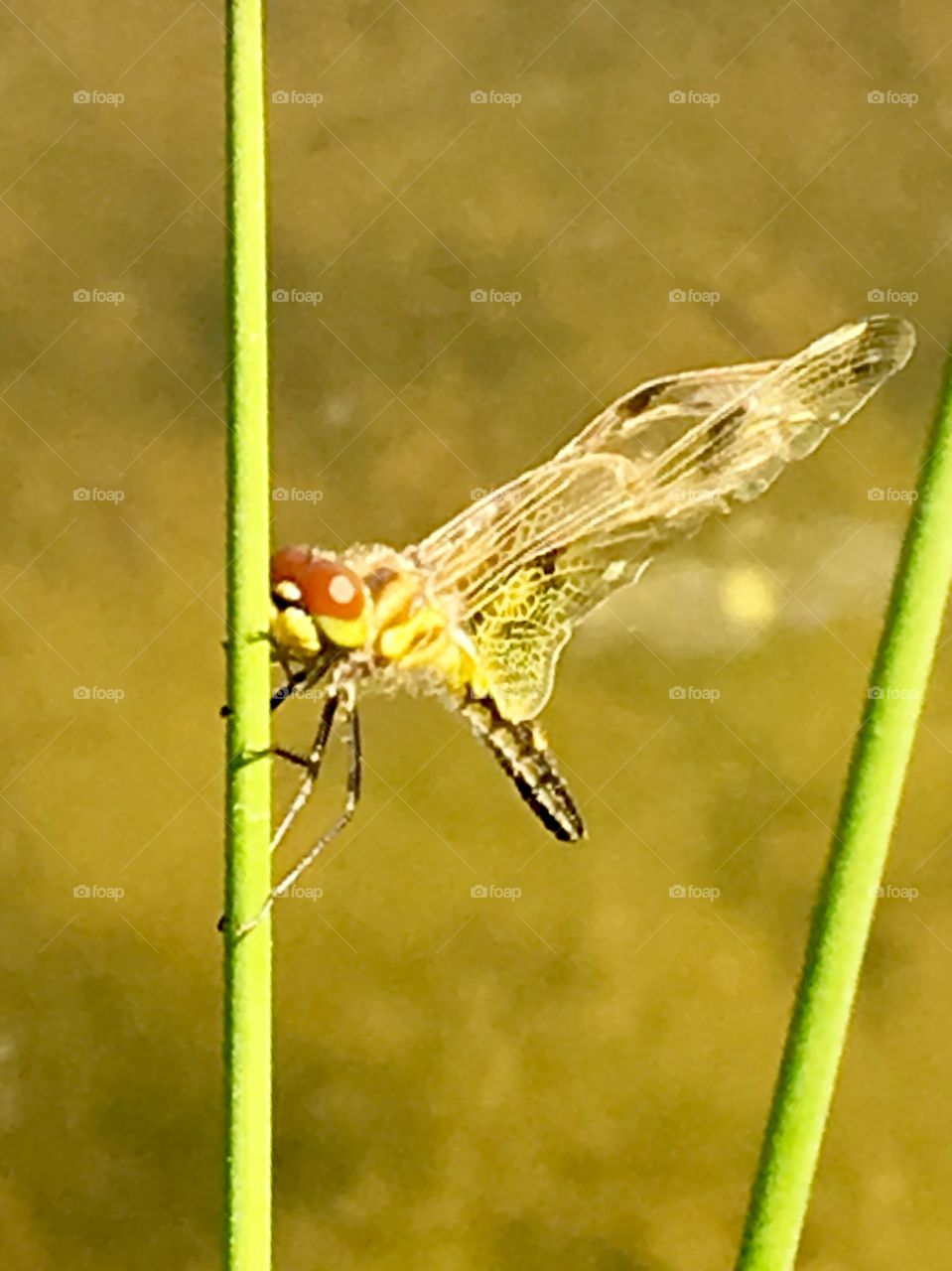 A dragonfly droning by, stops to begin sunning by the old fishing lake/swoop pond at the drop zone.