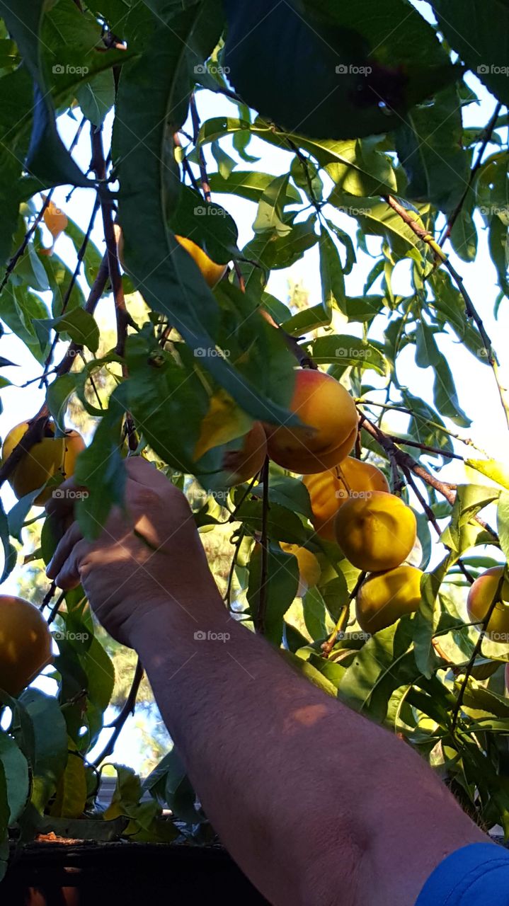 Visiting my brother ,he has a huge oeach tree in his yard. My husband picking the peaches for us to can and make jam