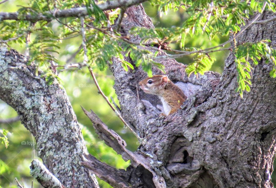 Tree, Nature, Wildlife, Squirrel, Wood