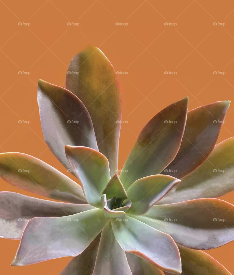Backgrounds, copy space, succulent against orange background 