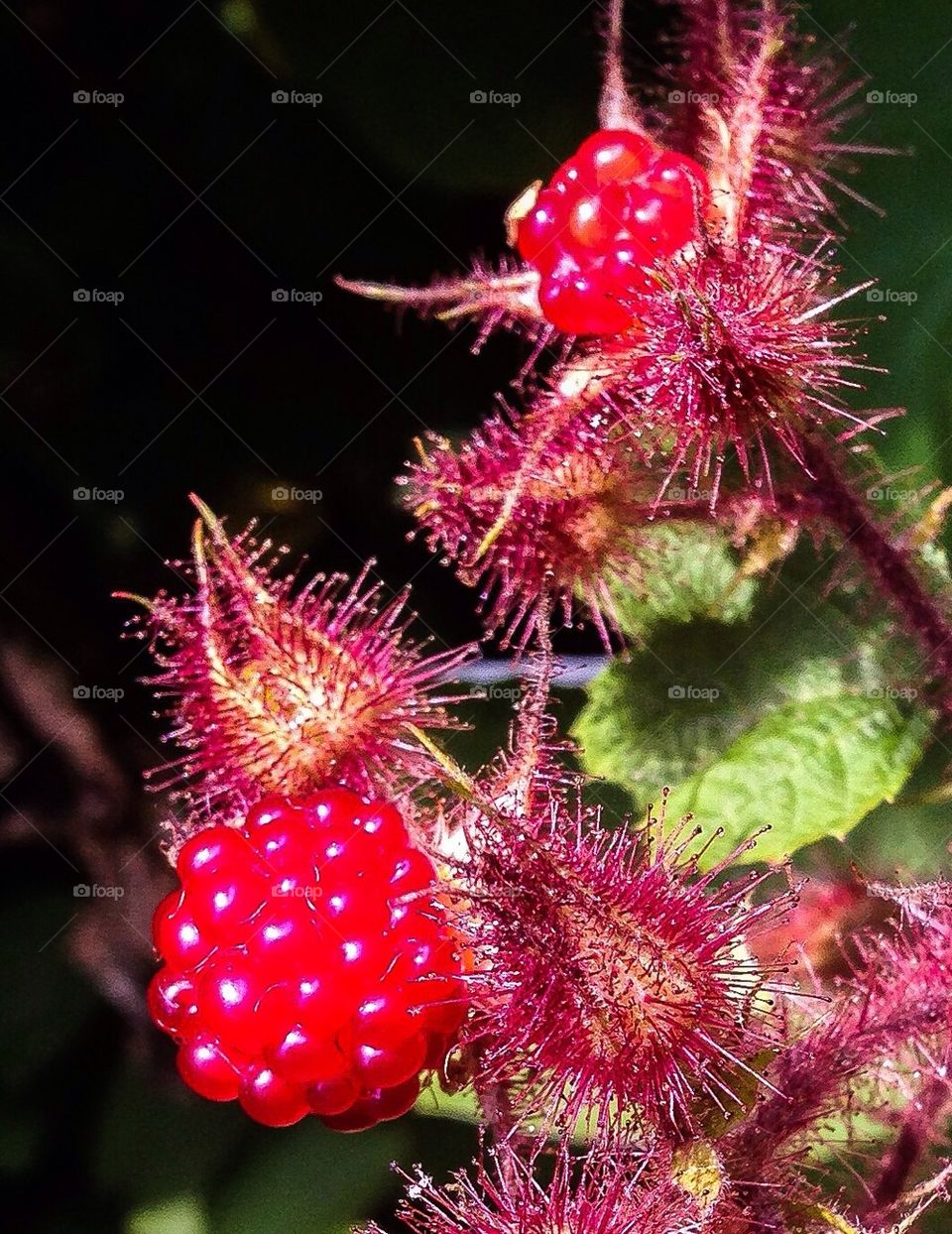 Red raspberries