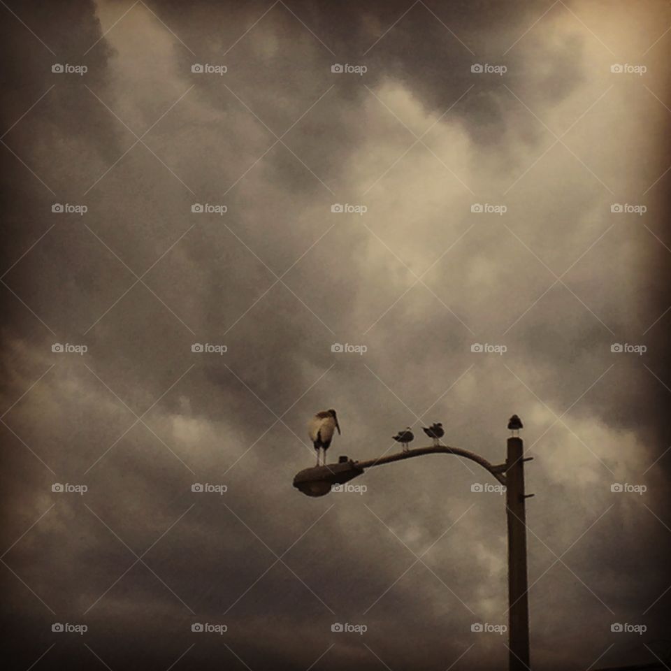 Birds on a lamppost. 