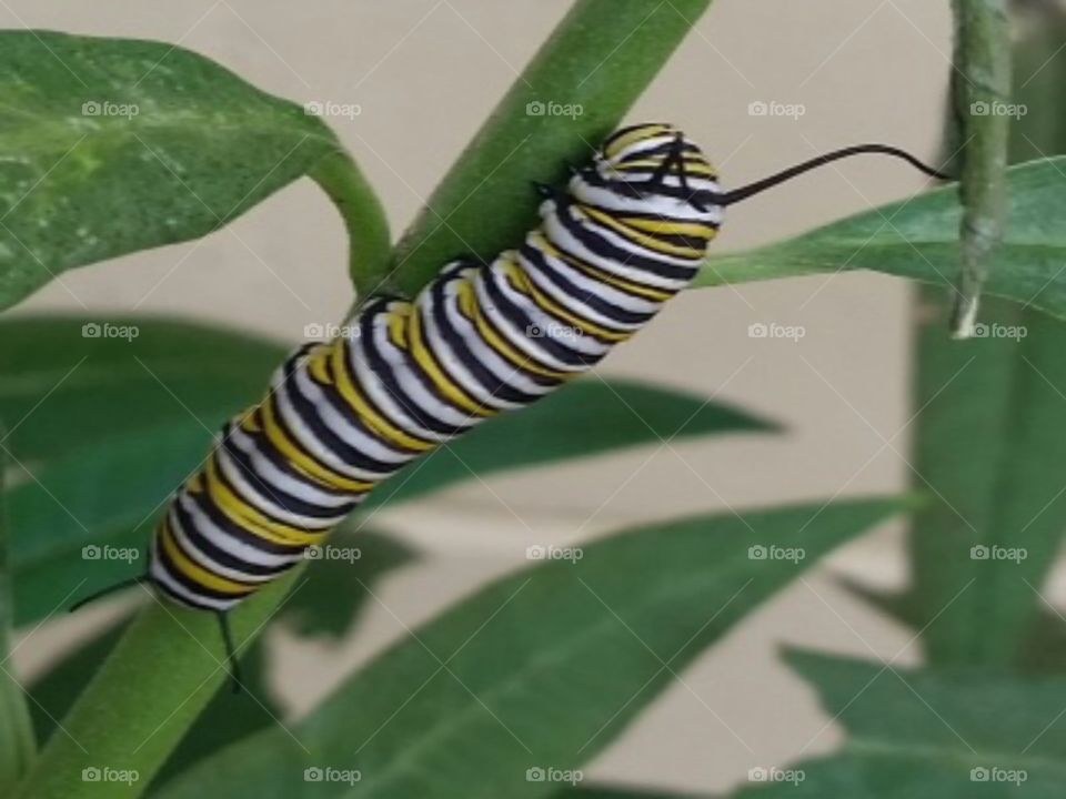 Monarch Caterpillar 1