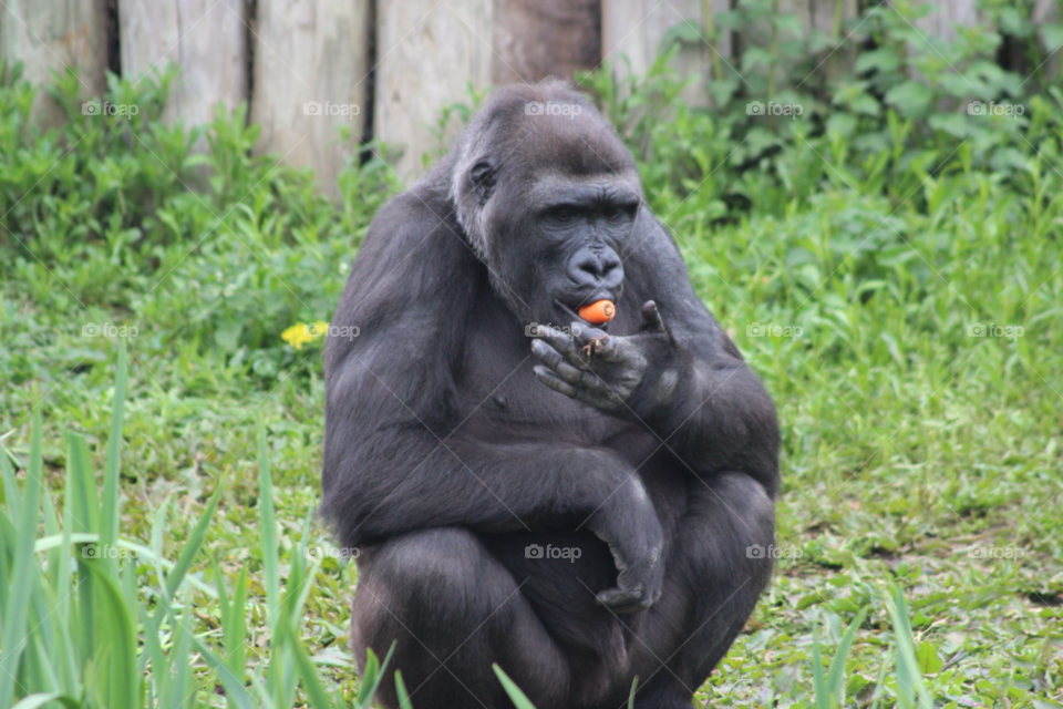 nature animal zoo monkey by Elina