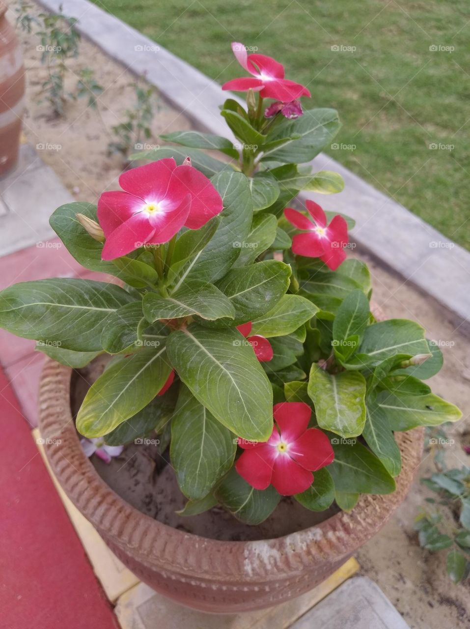 pink nd white flower looks very beautiful generally found everywhere fresh seasonal green leaves