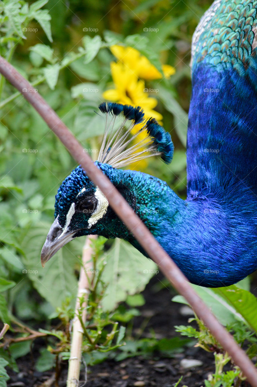 Close-up of a peacock hiding in a field