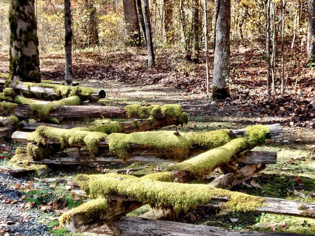 Moss covered trees in forest 