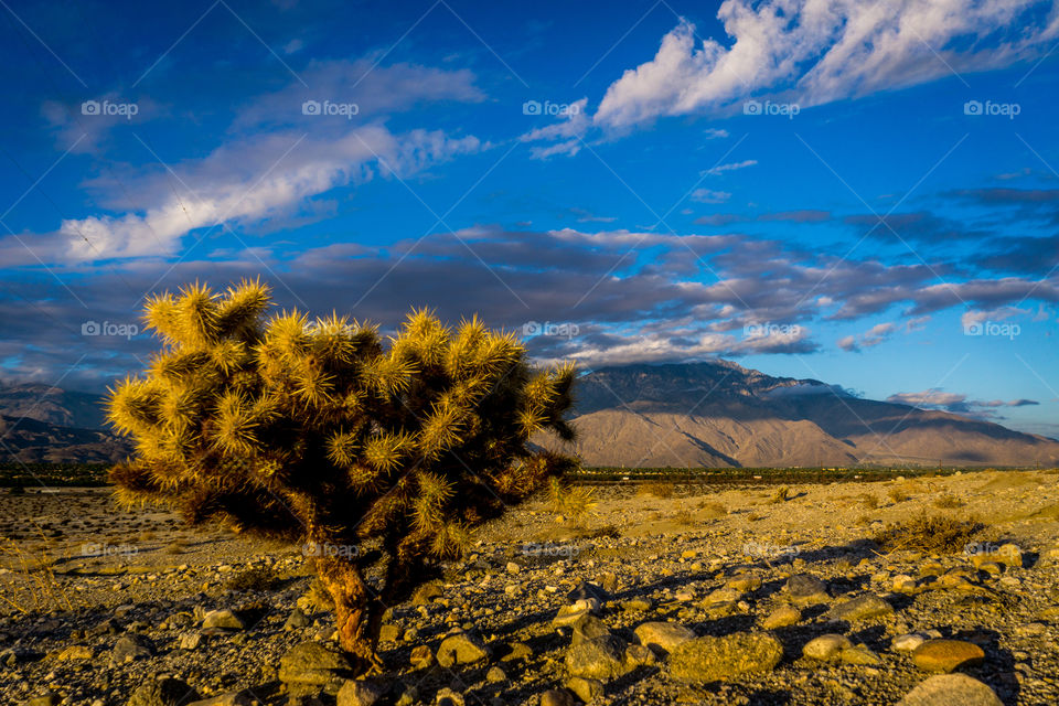 Cholla Dawn