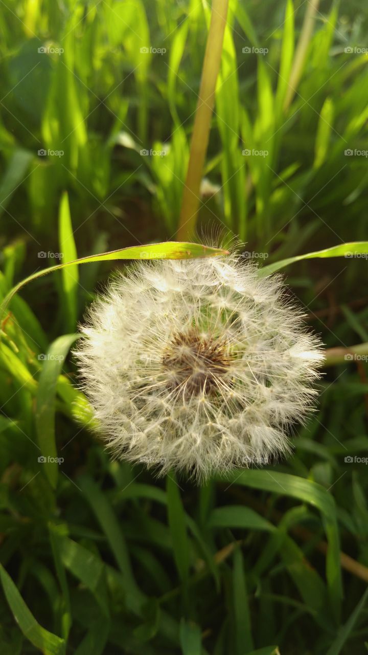 beautiful. dandelion