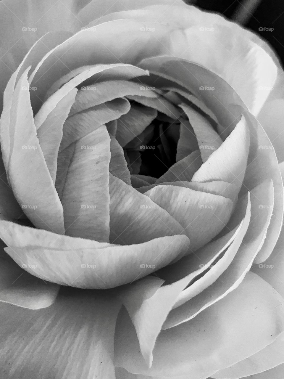 Soft Bloom of Spring