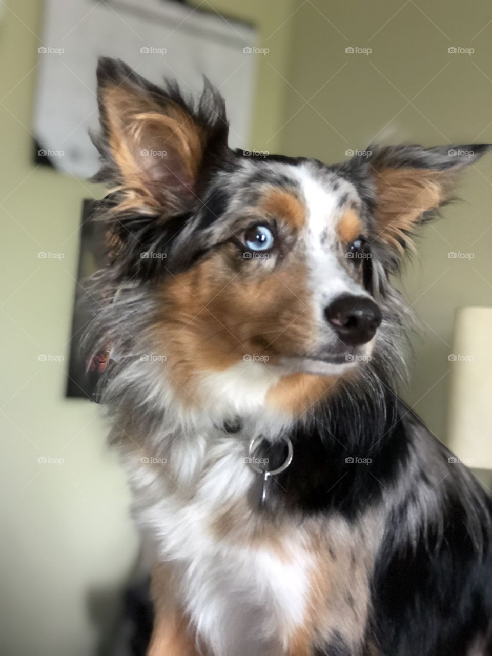 Jonah the Border Aussie 
