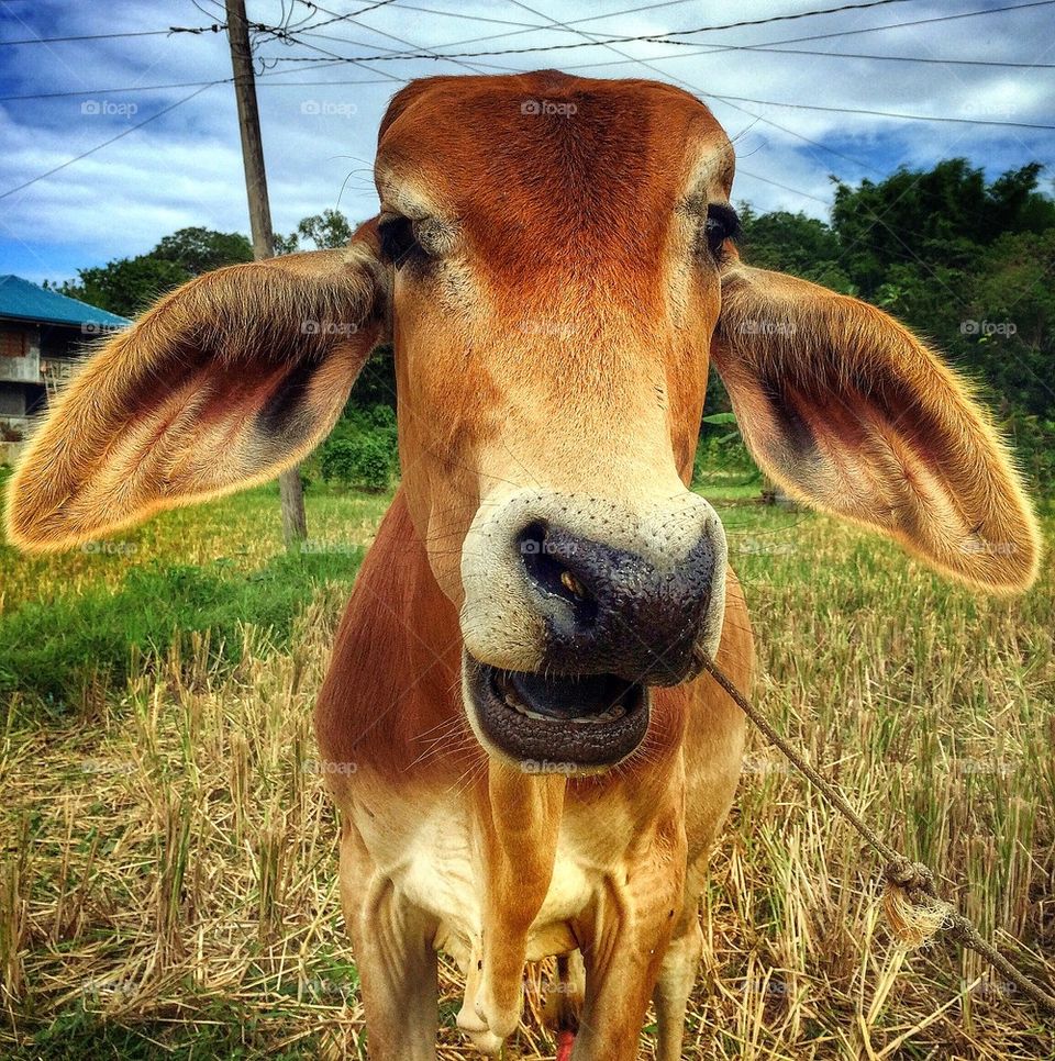 Portrait of cow at farm