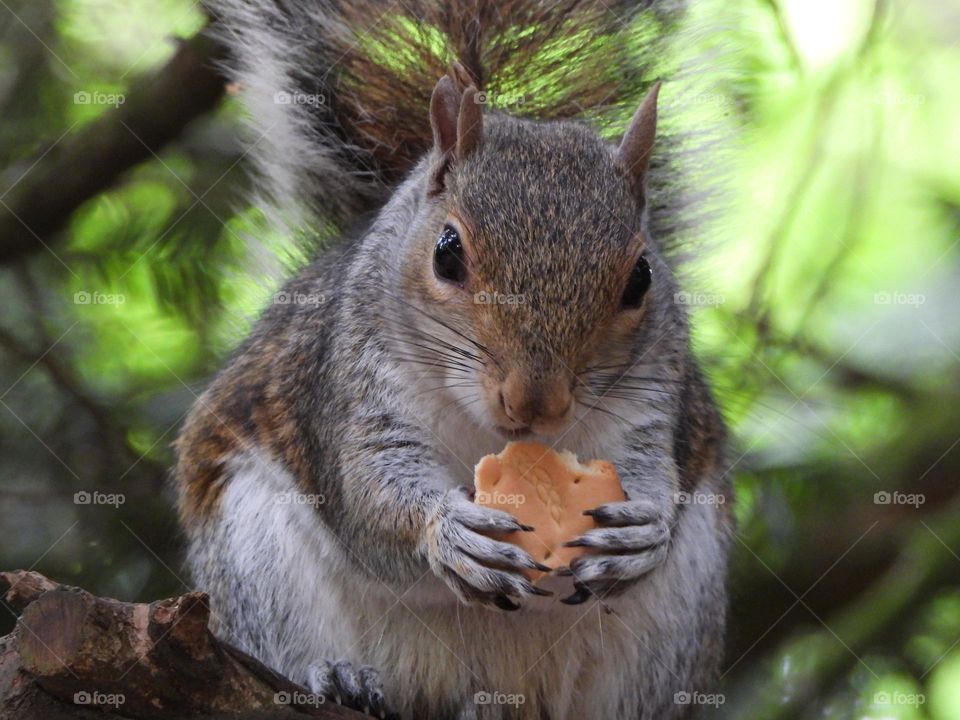 A squirrel with a biscuit 