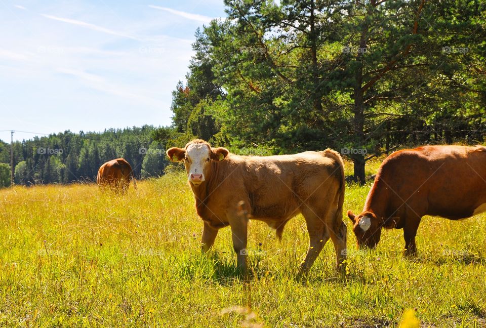 Cows grazing in pasture