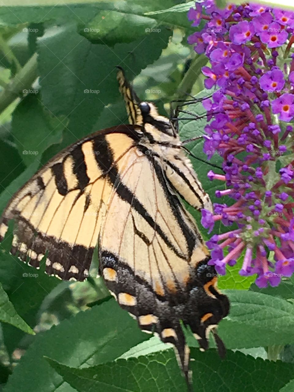 Monarch Butterfly on purple butterfly bush